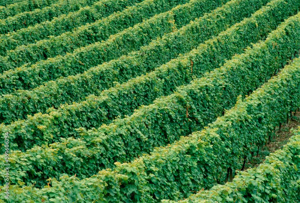 Vineyard, Penticton, British Columbia, Canada Vineyard, Penticton, British Columbia, Canada