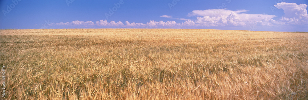 Barley Field, Foremost, Alberta, Canada Barley Field, Foremost, Alberta, Canada