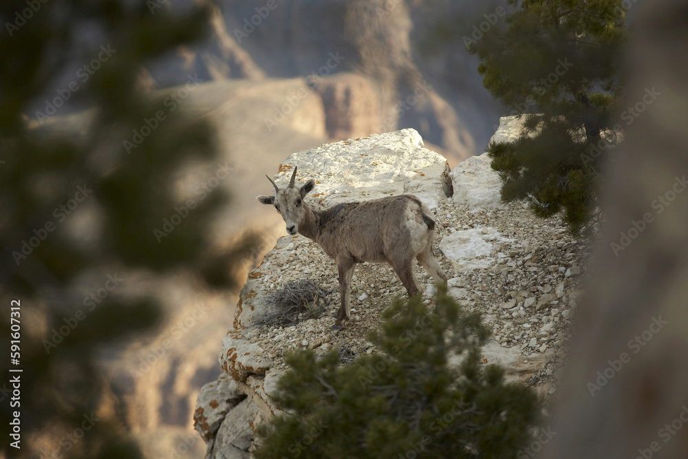 © Designpics - Mountain Goat, Grand Canyon, Arizona, USA © Designpics - Mountain Goat, Grand Canyon, Arizona, USA