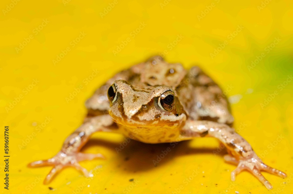 Fototapeta premium Brown frog sits on a yellow water lily leaf.
