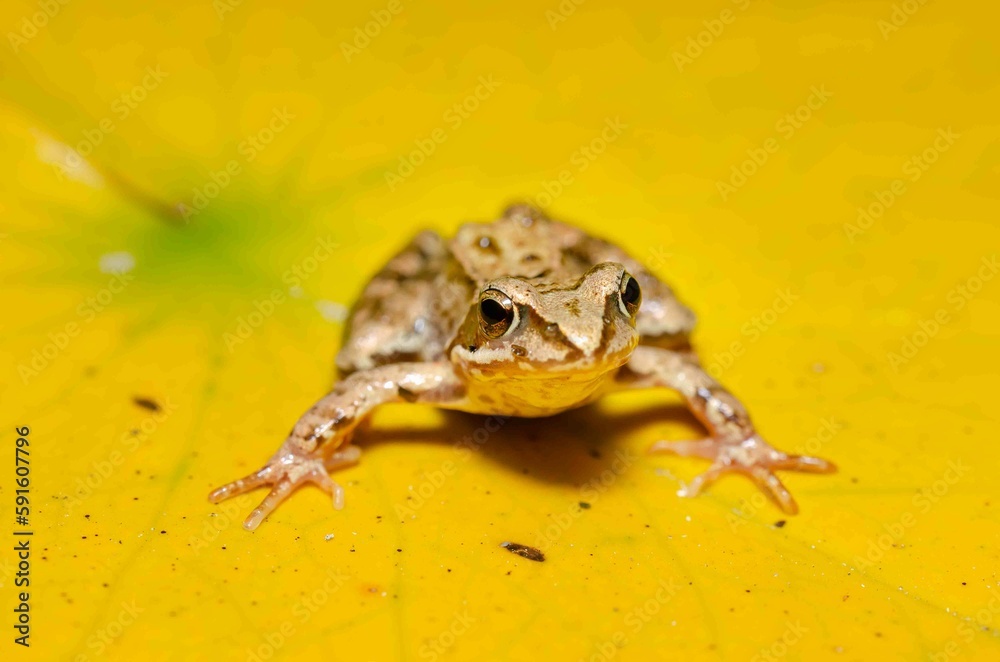 Fototapeta premium Brown frog sits on a yellow water lily leaf.