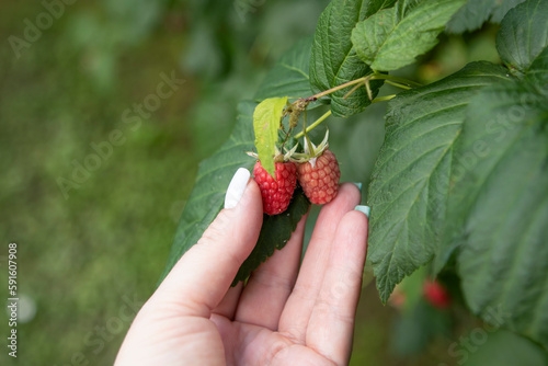 Harvesting raspberries in the garden