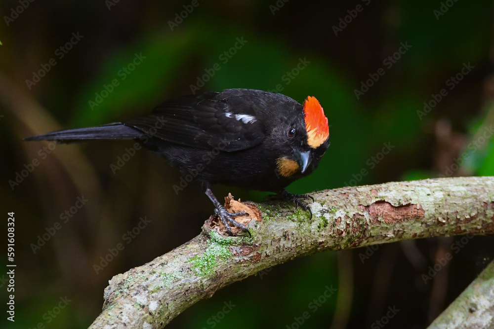Fototapeta premium Flame-crested tanager (Loriotus cristatus)