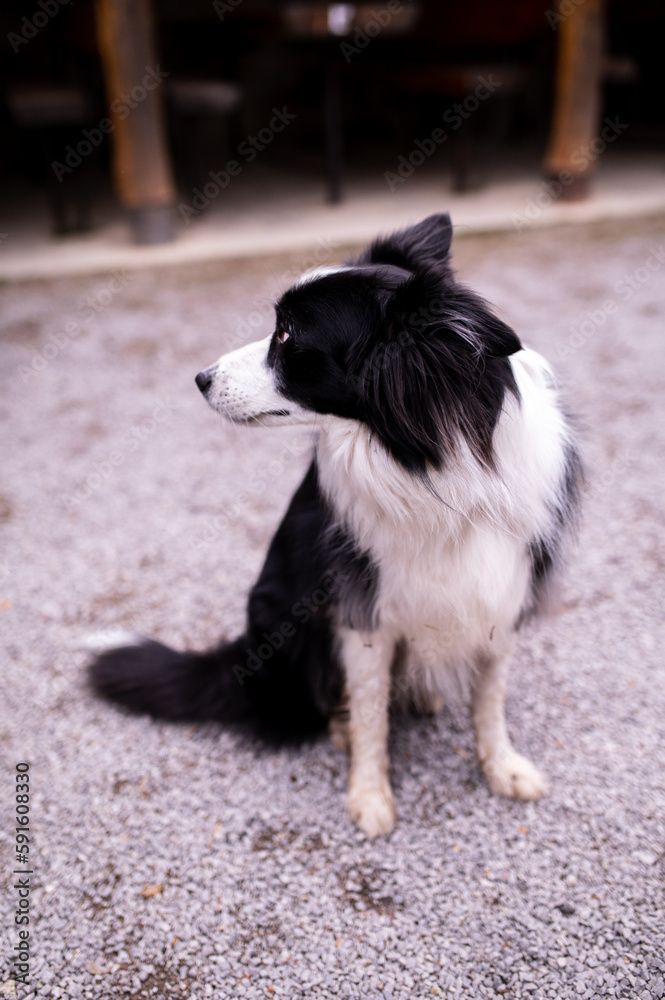 Young black and white portrait of border collie looking right