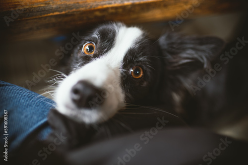 border collie dog looking to the camera, detail of the face, brown eyes