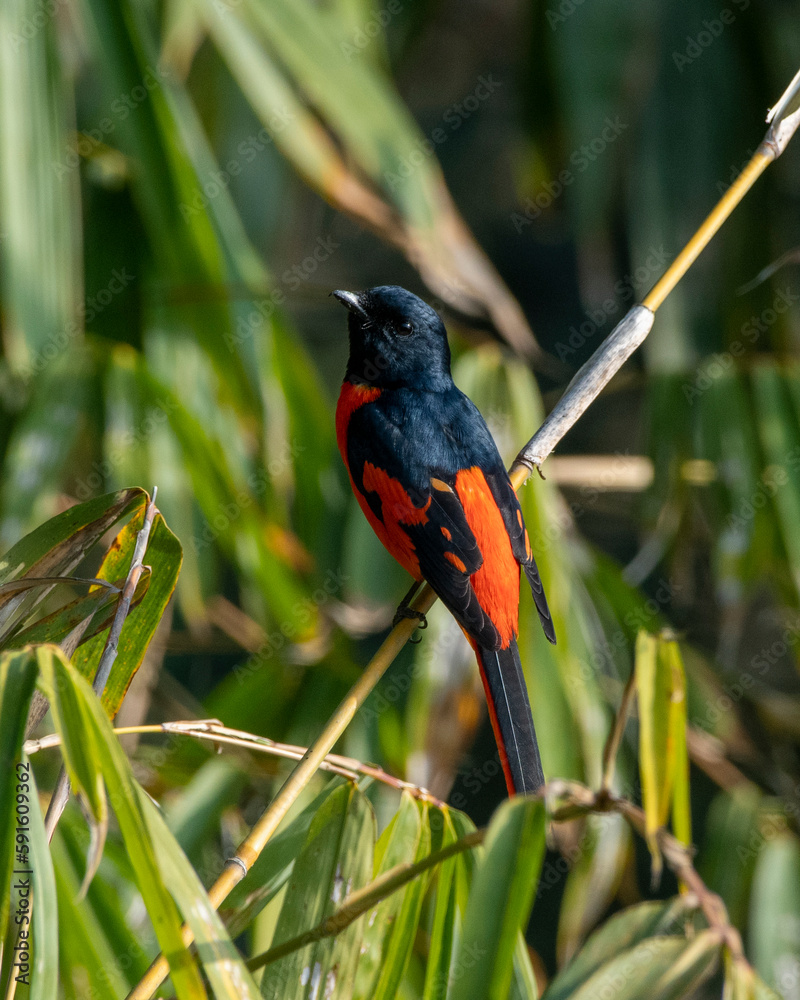 Scarlet minivet or Pericrocotus speciosus observed in Latpanchar in West Bengal Scarlet minivet or Pericrocotus speciosus observed in Latpanchar in West Bengal