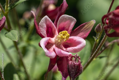 Graceful pink and white columbine flowers in bloom