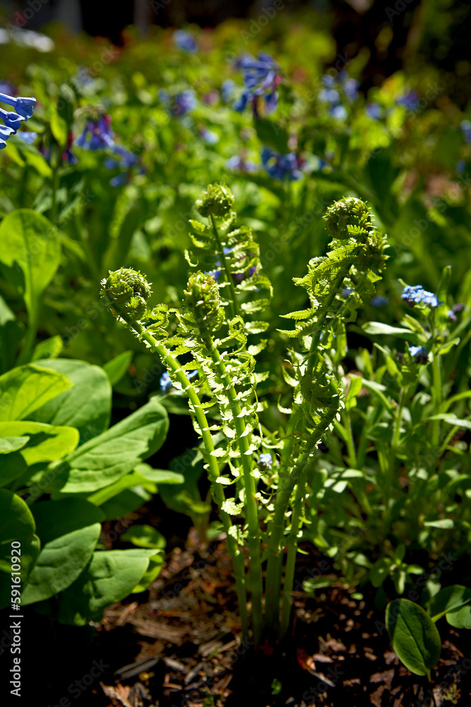 Fiddleheads and Virginia Bluebells, Bradford, Ontario, Canada Fiddleheads and Virginia Bluebells, Bradford, Ontario, Canada