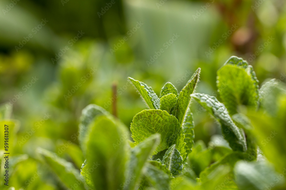 Fresh young mint sprouts in spring