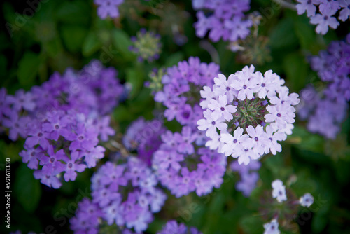 Verbena Flowers, Bradford, Ontario, Canada