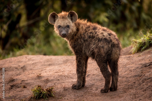 young hyena 