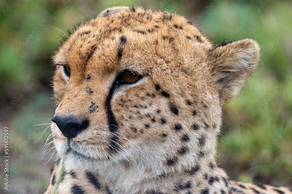 Cheetah portrait as it sits in the grass in Serengeti National Park Tanzania, close up of face Cheetah portrait as it sits in the grass in Serengeti National Park Tanzania, close up of face