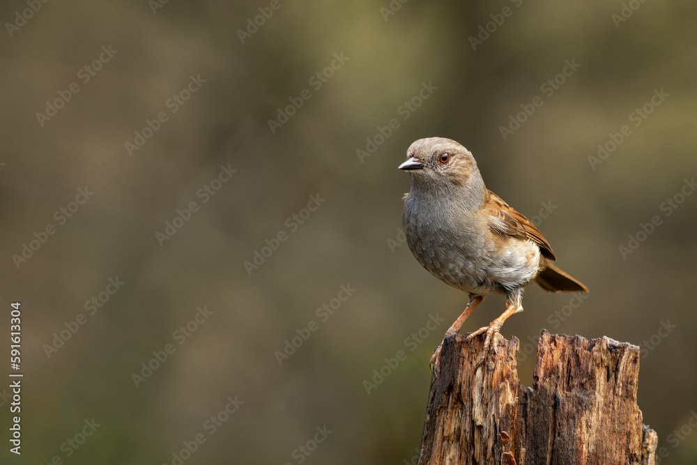 A portrait of a dunnock, prunella modularis, also known as hedge sparrow. Sitting on a tree stump against a natural blurred background with copy space A portrait of a dunnock, prunella modularis, also known as hedge sparrow. Sitting on a tree stump against a natural blurred background with copy space