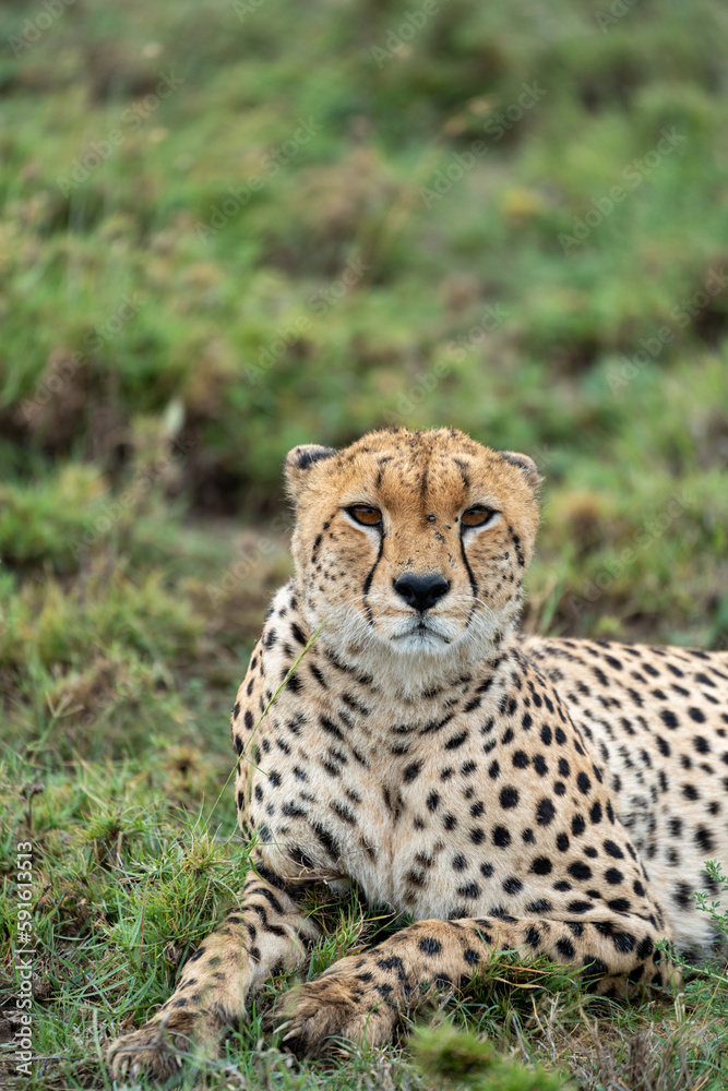 Cheetah as it sits in the grass in Serengeti National Park Tanzania Cheetah as it sits in the grass in Serengeti National Park Tanzania
