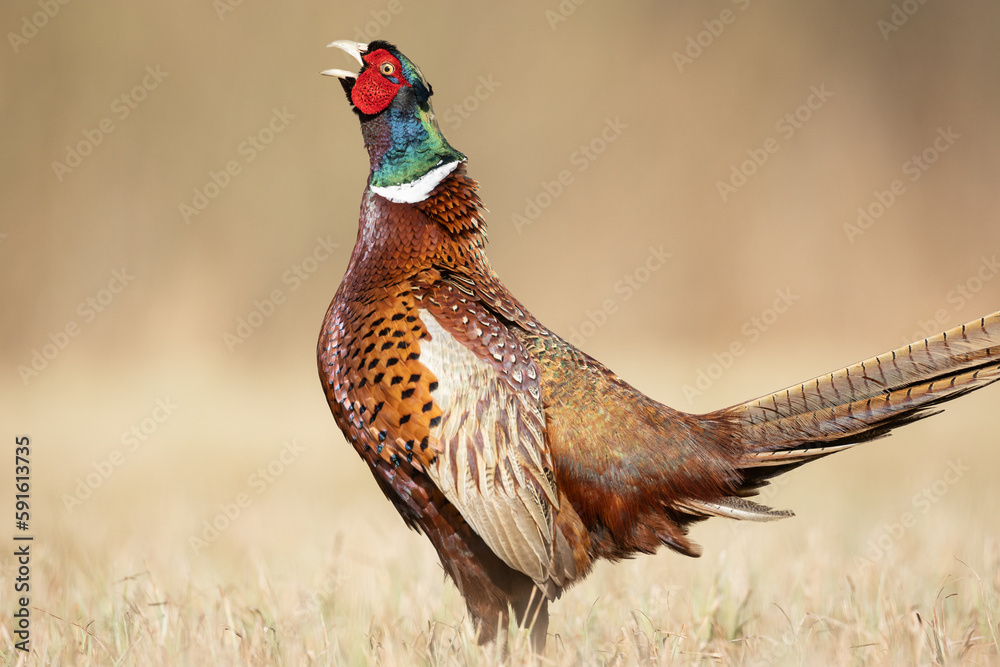 Fototapeta premium Common pheasant Phasianus colchius Ring-necked pheasant in natural habitat, grassland in early spring