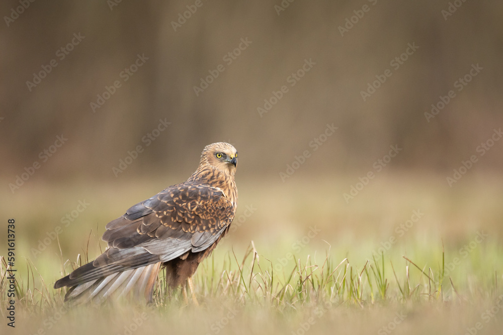 Fototapeta premium Birds of prey Marsh harrier Circus aeruginosus, hunting time Poland Europe