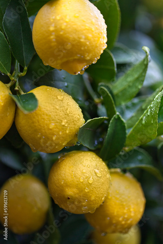 Lemons, Portola, San Francisco, California, USA photo