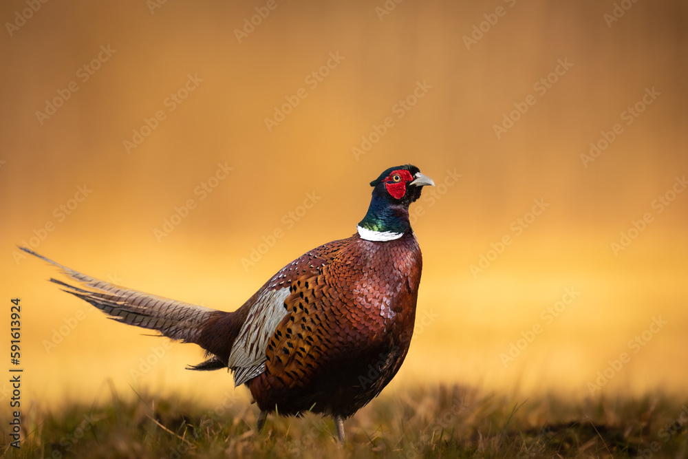 Fototapeta premium Common pheasant Phasianus colchius Ring-necked pheasant in natural habitat, grassland in early spring