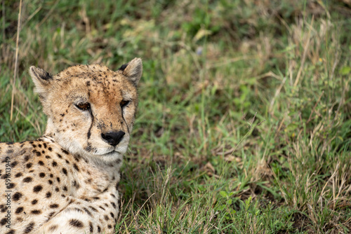 Cute cheetah looks to the side while in the grass in Serengeti National Park Tanzania