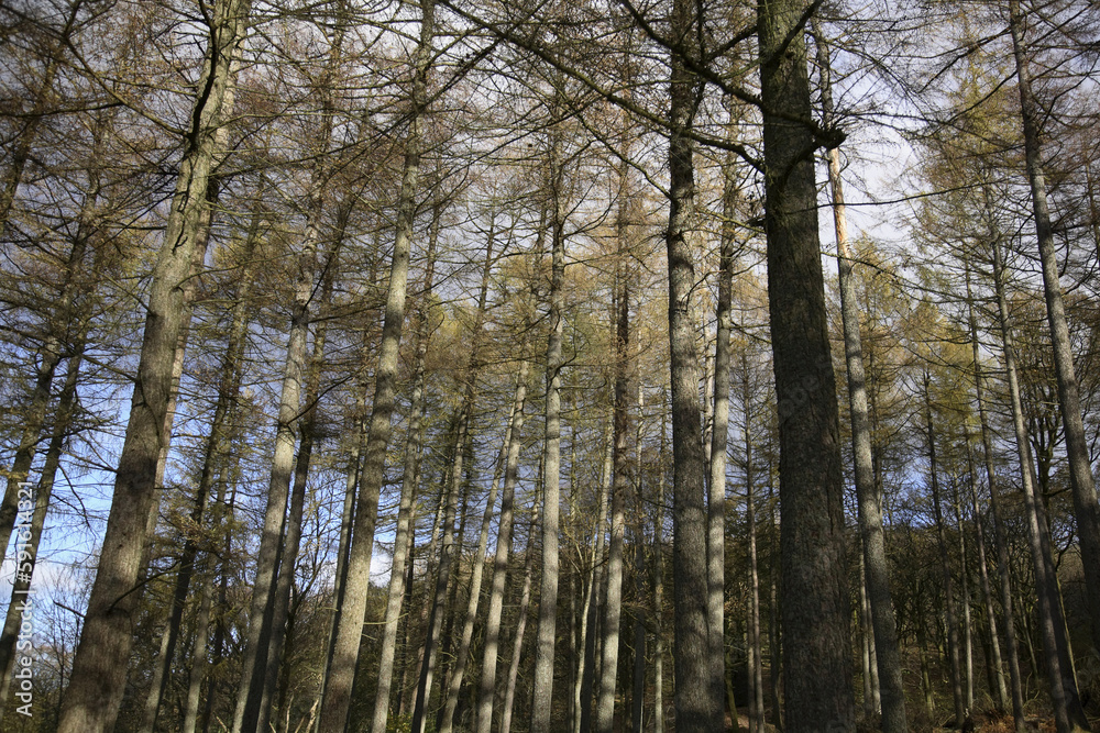 custom made wallpaper toronto digitalTrees in Forest