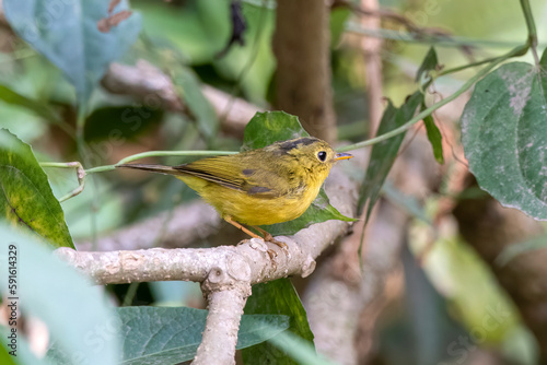 Whistler's warbler or Phylloscopus whistleri observed in Latpanchar in India photo
