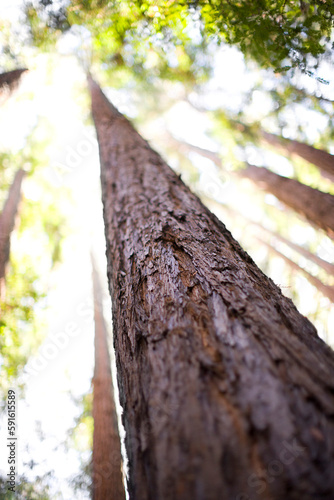 Looking Up at Coast Redwood Tree, Mill Valley, Marin County, California, USA