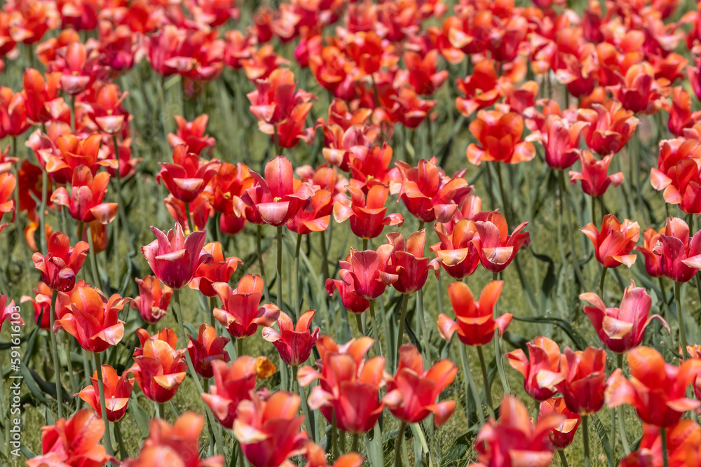 Bed of red colorful Tulip flowers at Windmill island gardens in Holland, Michigan. during springtime.