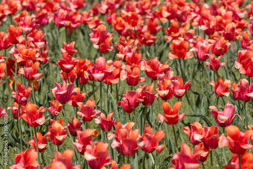 Bed of red colorful Tulip flowers at Windmill island gardens in Holland, Michigan. during springtime.