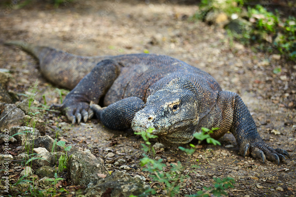 Komodo dragon, a wild hunter, an ancient creature on the Flores Islands.