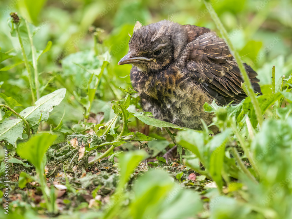 Fototapeta premium A fieldfare chick, Turdus pilaris, has left the nest and sitting on the spring lawn. A fieldfare chick sits on the ground and waits for food from its parents.