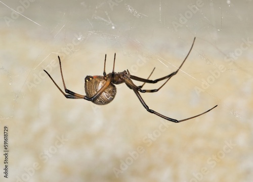 Brown Widow Spider (Latrodectus geometricus) arachnid insect web nature side view pest control copy space.	 photo