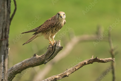 Common kestrel on branch