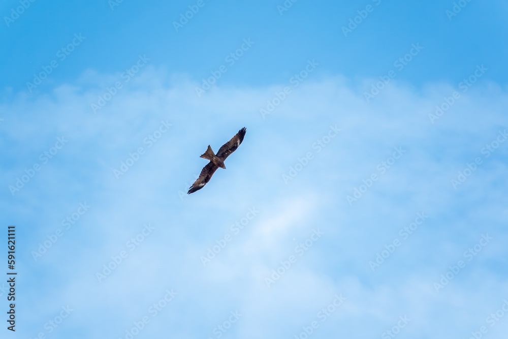 The bird of prey Black Kite flying in blue Sky The bird of prey Black Kite flying in blue Sky