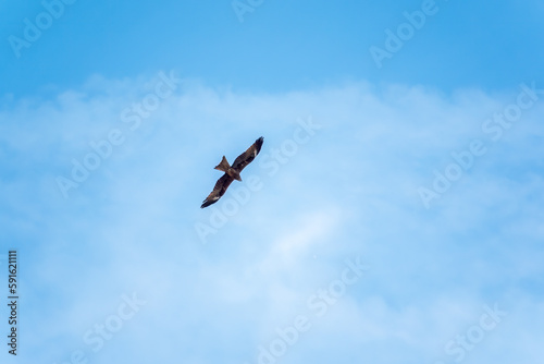 The bird of prey Black Kite flying in blue Sky