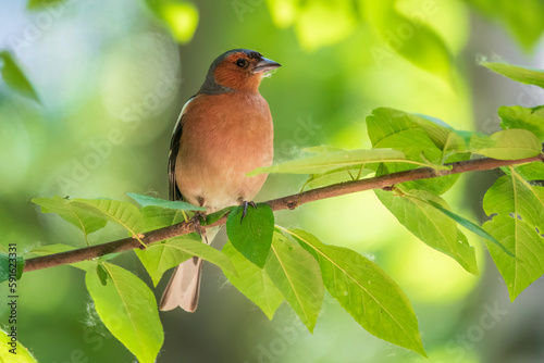 Common chaffinch, Fringilla coelebs, sits on a branch in spring on green background. Common chaffinch in wildlife.