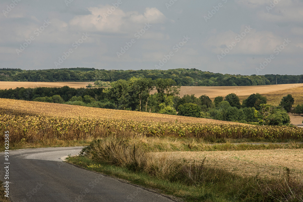 Fototapeta premium asphalt road in mowed cornfields and fields with sunflowers in the Northern part Of France at the end of summer