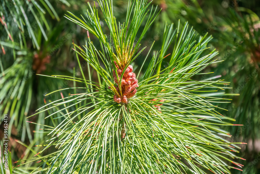 Cedar branches with long fluffy needles with a beautiful blurry background. Cedar branches with fresh shoots in spring. Cedar branches with long fluffy needles with a beautiful blurry background. Cedar branches with fresh shoots in spring.