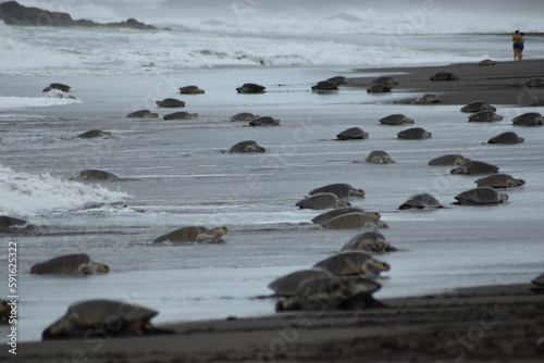 tortuga lora,playa ostional costa rica photo