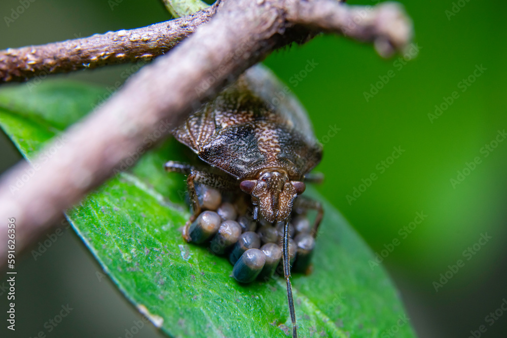Fototapeta premium Bedbug and its eggs Antiteuchus tripterus