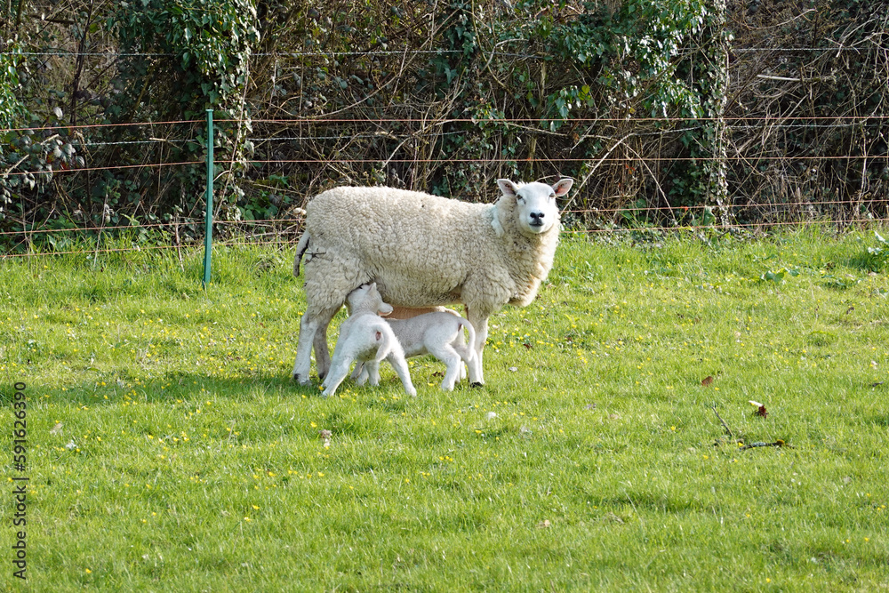 Obraz premium New Born Lambs Feeding From A Ewe.