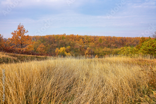 Field in front of autumn forest in October.