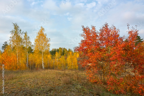 Young birches in the autumn forest, blue sky in October.