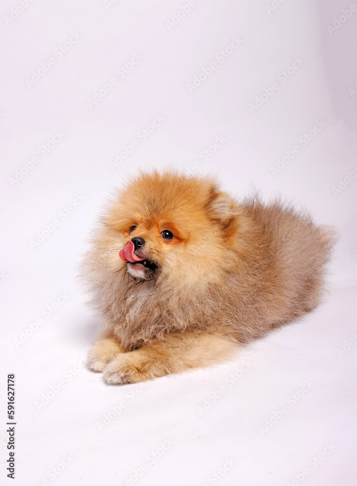 Pomeranian puppy on a white background. studio shot