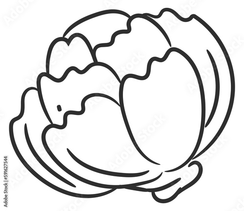 Cabbage doodle icon. Fresh vegetable. Cooking ingredient