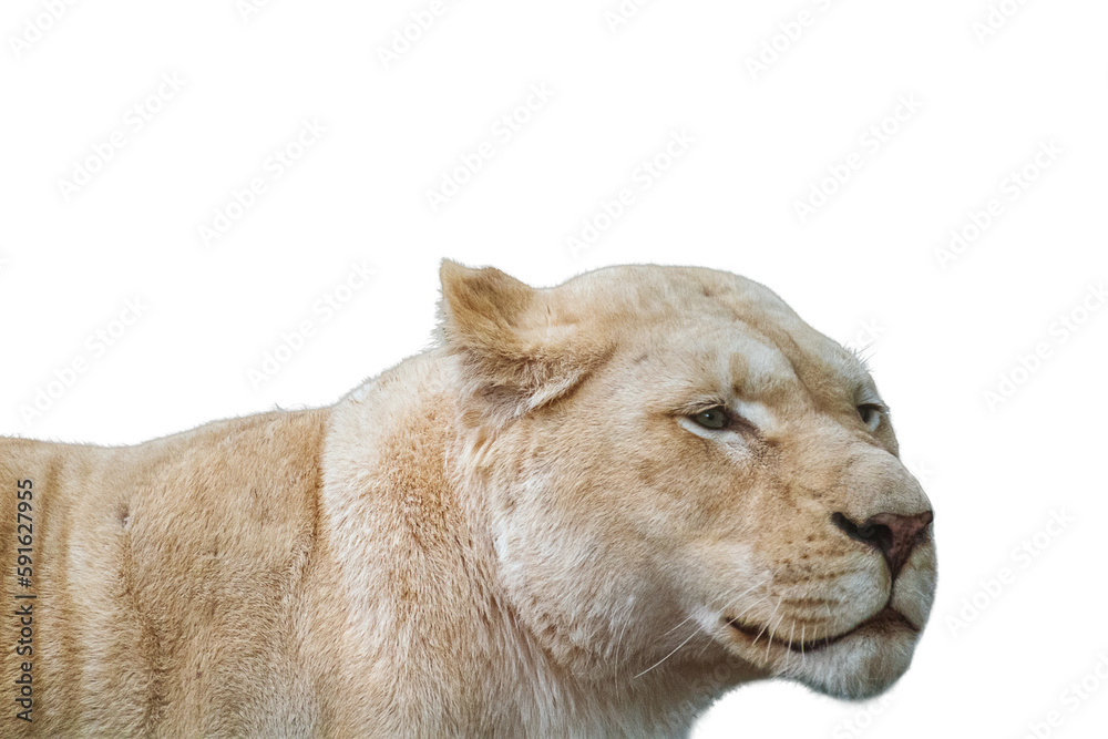 Obraz premium White lion female lionesses, dark green background