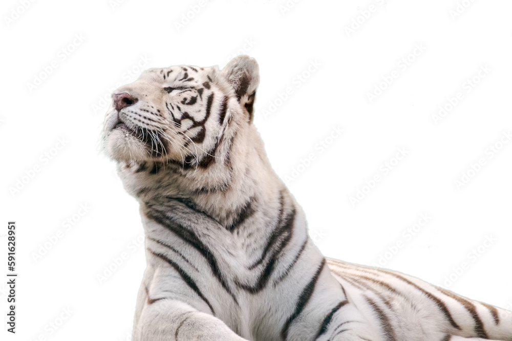 White tiger with black stripes, isolated portrait White tiger with black stripes, isolated portrait