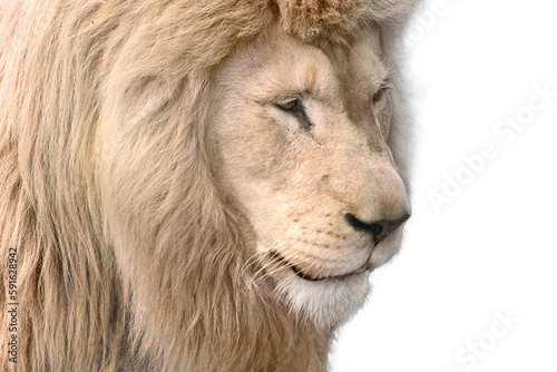 Fototapeta Naklejka Na Ścianę i Meble -  White lion portrait, isolated close-up