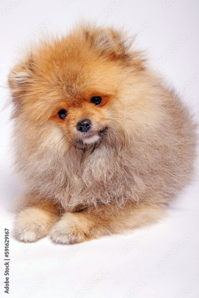 Pomeranian puppy on a white background. studio shot