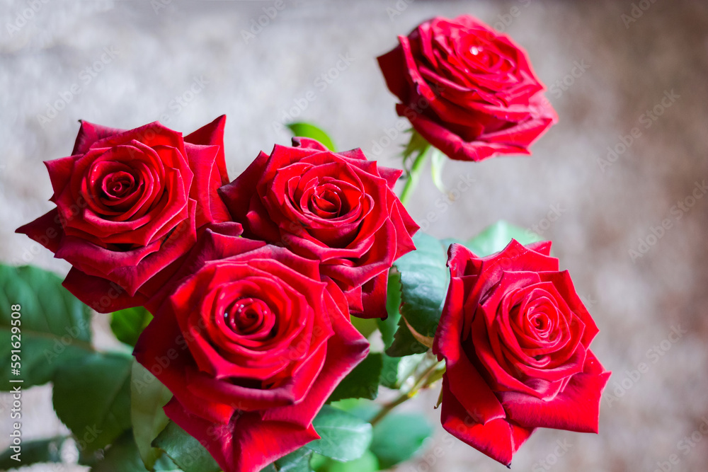 Red roses, bokeh