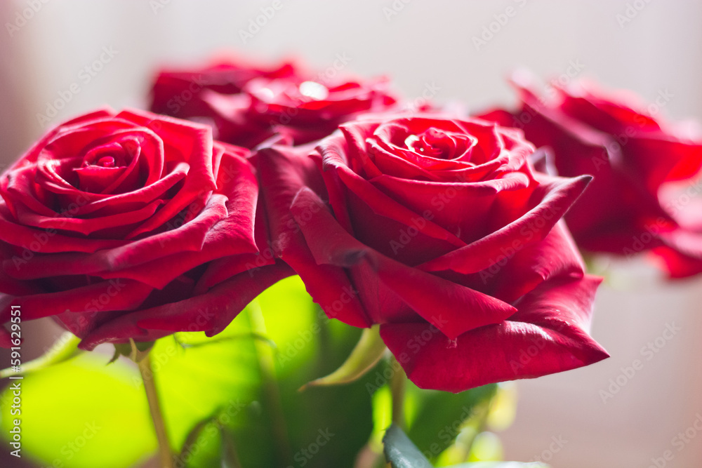 Red Roses, bokeh
